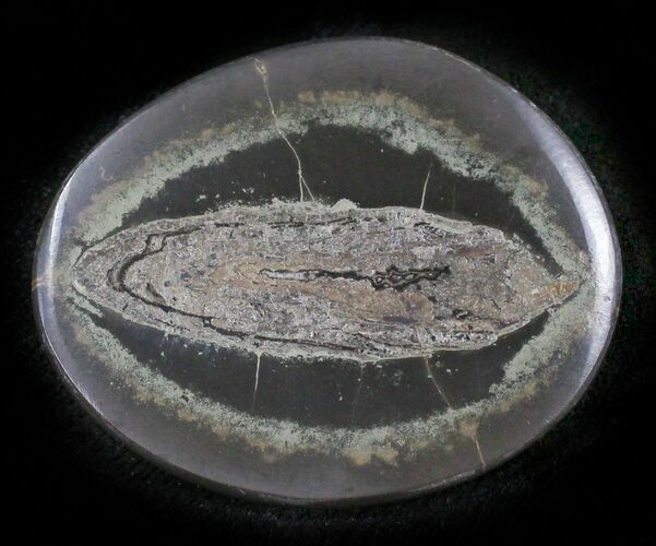 Polished Fish Coprolite (Fossil Poo) - Scotland #24533